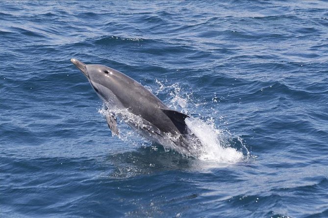 Dolphins Watching in Gibraltar - Day Trip from Seville - Key highlights to look for