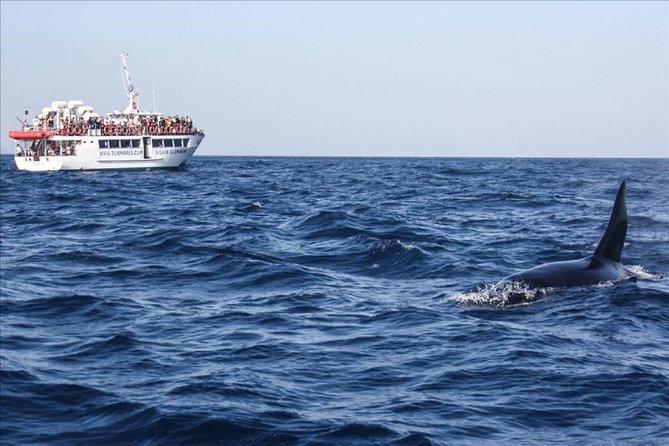 Dolphins Watching in Gibraltar - Day Trip from Seville - Tarifa’s 2-hour cruise: where dolphin spotting actually happens