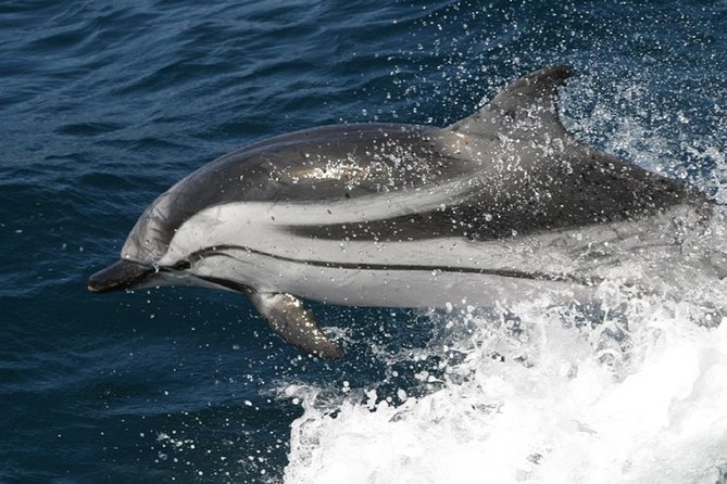 Dolphins Watching in Gibraltar - Day Trip from Seville - Price and value: what $130.97 buys you (and what it doesn’t)