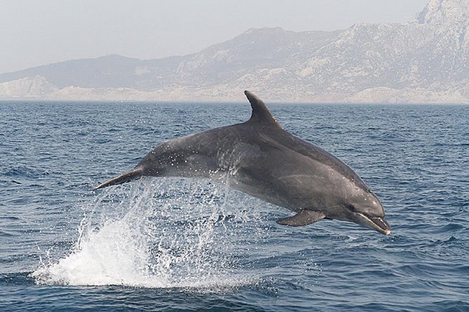 Dolphins Watching in Gibraltar - Day Trip from Seville - What to pack and how to prep for a smooth day