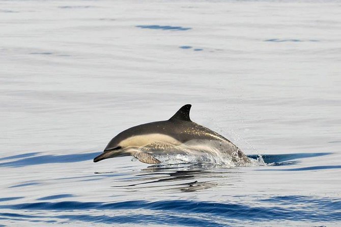 Dolphins Watching in Gibraltar - Day Trip from Seville - Should you book Dolphin Watching in Gibraltar from Seville?