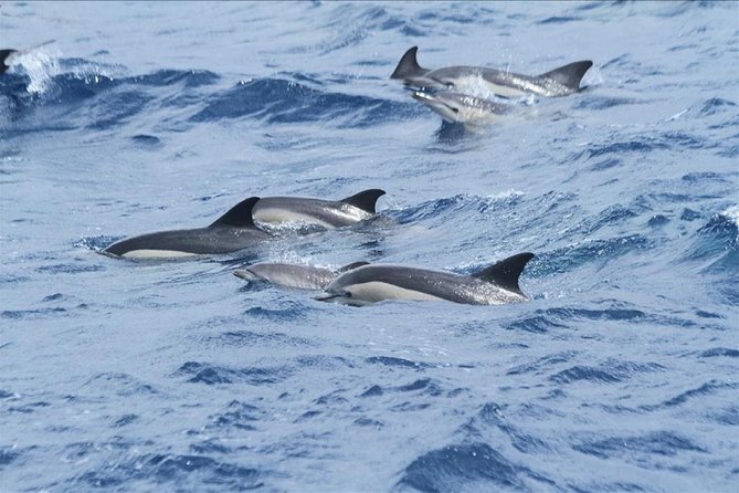 Dolphins Watching in Gibraltar - Day Trip from Seville - Gibraltar time: nature views plus passport reality