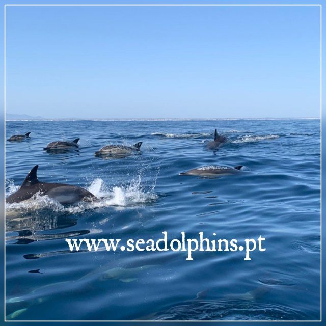 Dolphins Watching - Portimão - Portimão and Praia da Rocha: where dolphin time actually happens