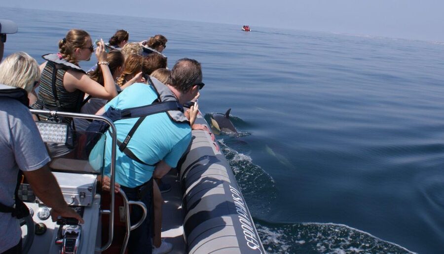 Dolphins Watching - Portimão - Should you book Dolphin Watching in Portimão?