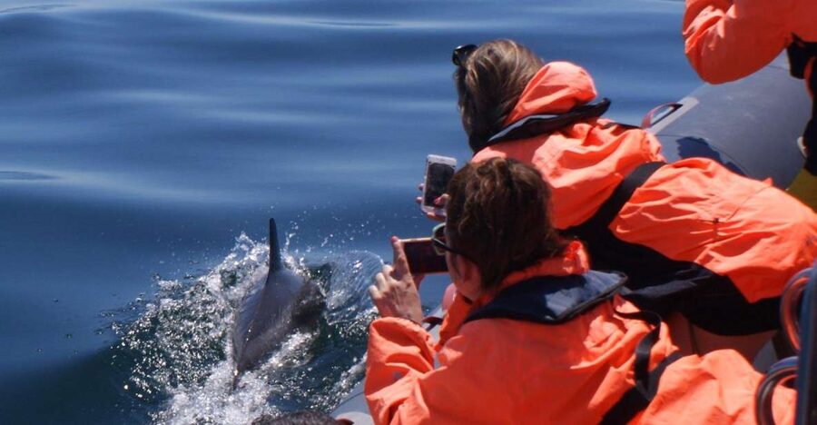 Dolphins Watching - Portimão - The 95% success rate and how pods usually show up