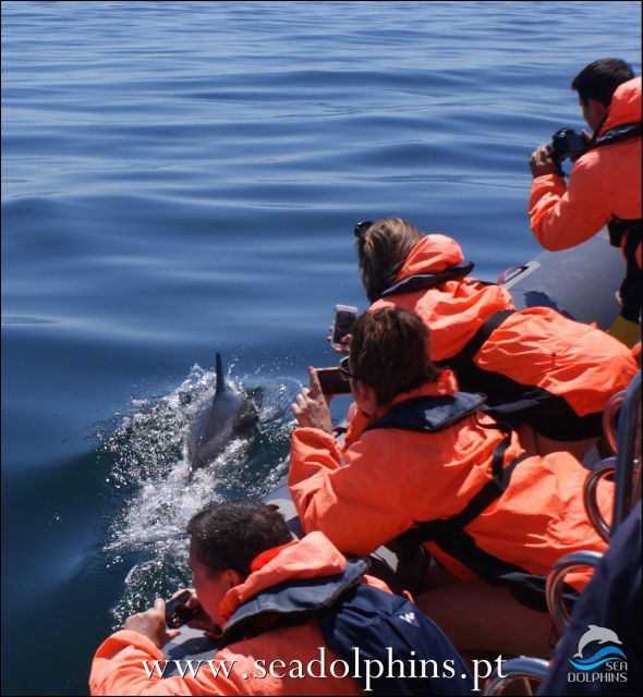 Dolphins Watching - Portimão - Praia da Rocha dolphin watching: what the 1.5-hour block is really for