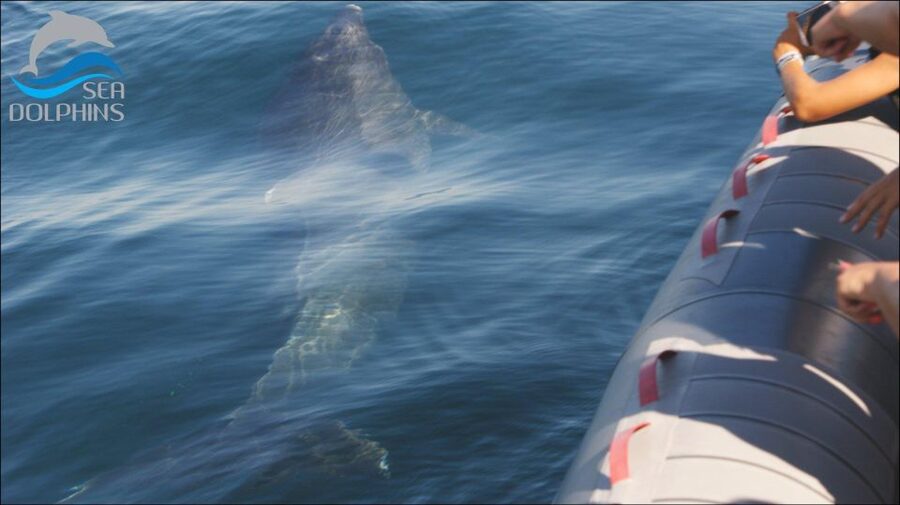 Dolphins Watching - Portimão - Portimão long-tail boat ride: the second act that makes it feel like a full day