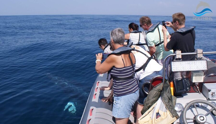 Dolphins Watching - Portimão - Crew, languages, and why good guiding changes the whole experience