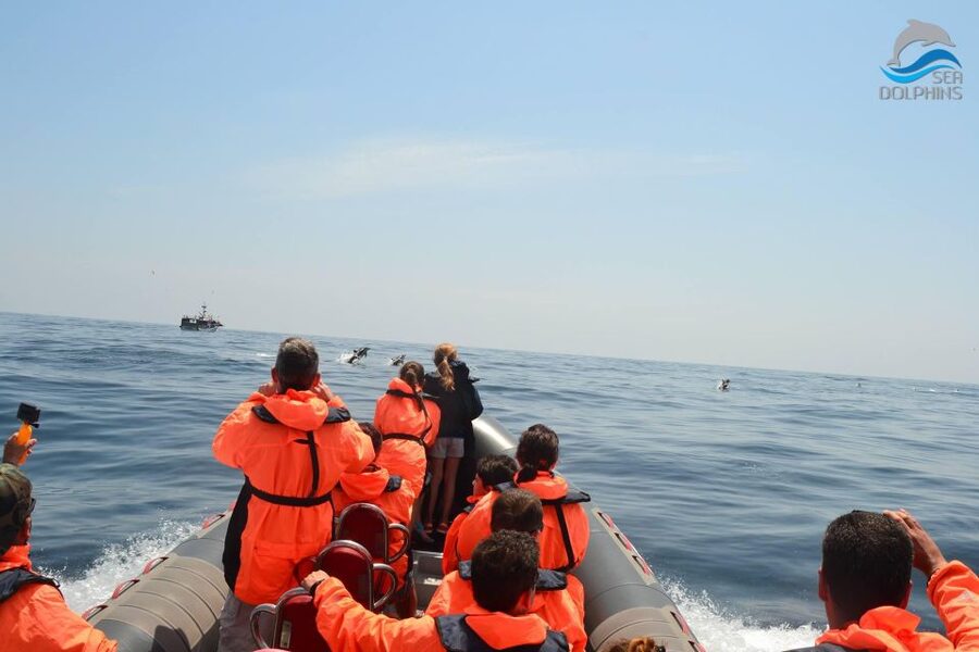 Dolphins Watching - Portimão - Price and value: is $41 a fair deal for dolphin time?