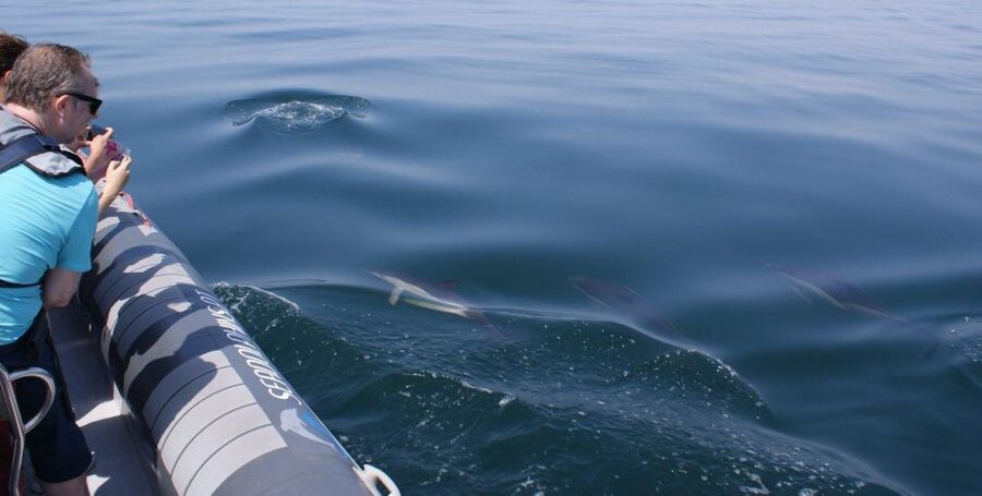 Dolphins Watching - Portimão - Tips to maximize sightings (and avoid the small annoyances)