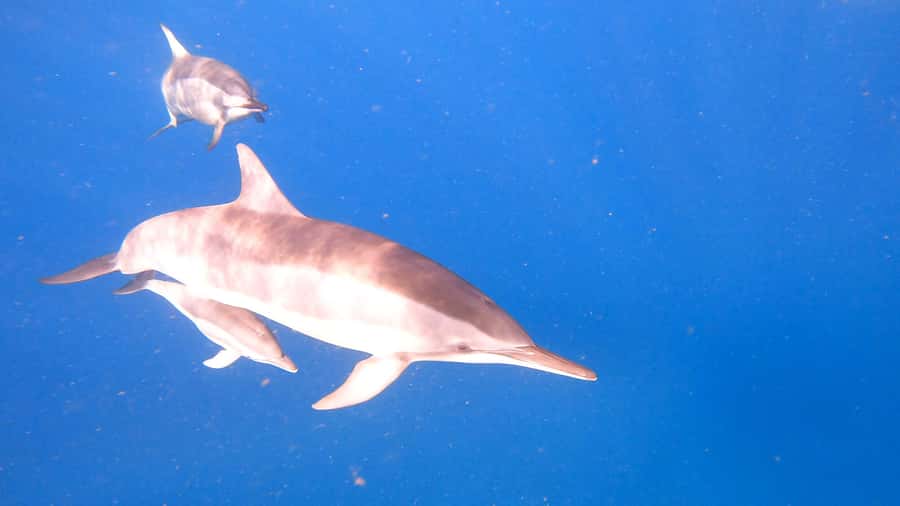 Dolphins & whale watching - Key highlights to know before you go