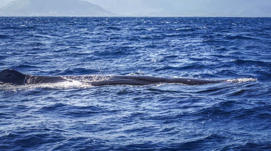 Dolphins & whale watching - The “why” behind a sunrise dolphin and whale trip from Black River