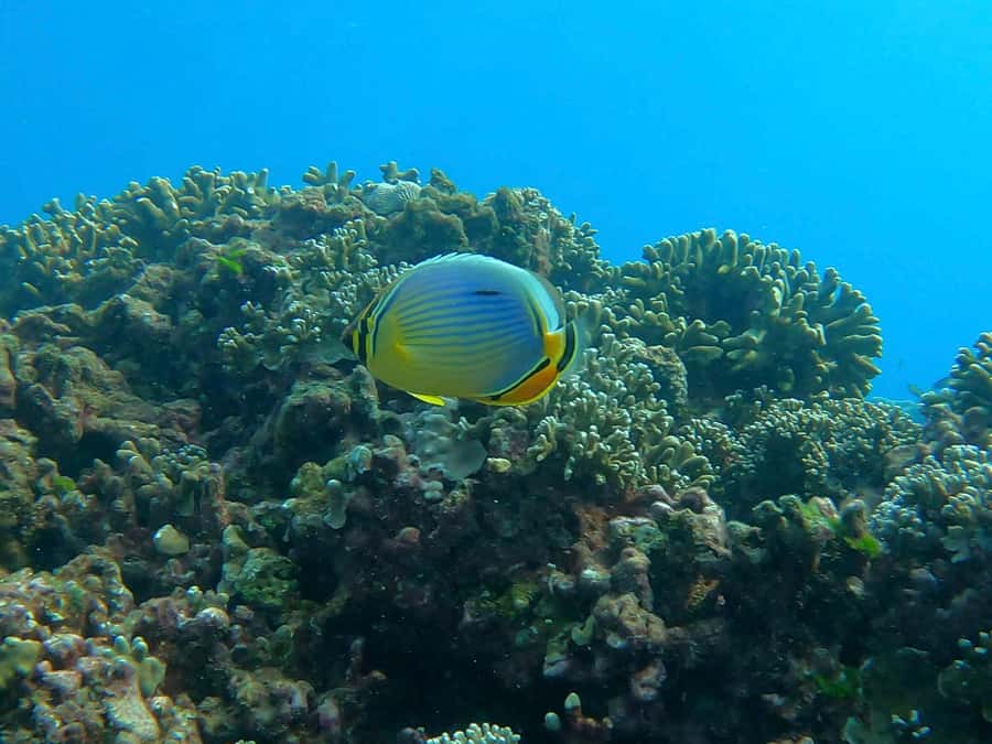 Dolphins & whale watching - Whale watching in Mauritius: sperm whales, humpbacks, and real-world timing
