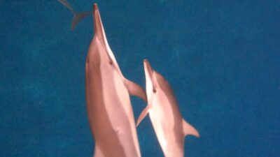 Dolphins & whale watching - Dolphin swimming: what you’ll do in the water (and what you should bring)