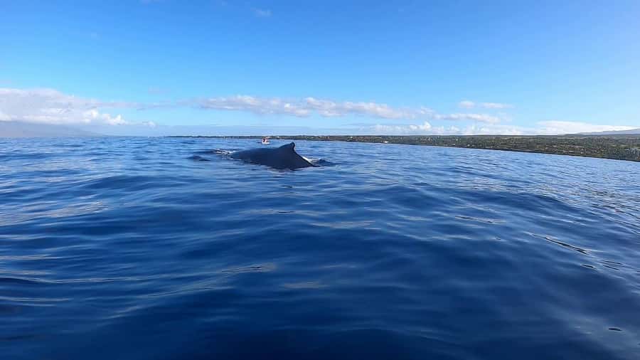 Dolphins & Whales, Private Tour Snorkeling - What You’re Really Buying: A Private 4-Hour Sea Day
