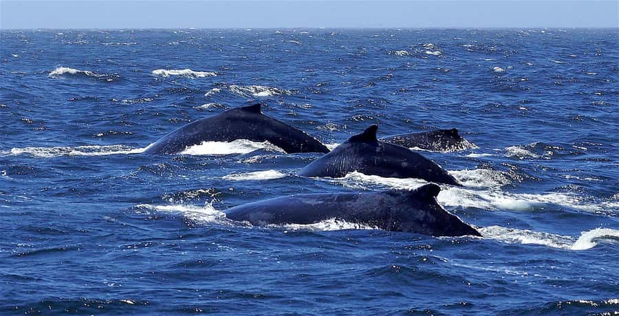Dolphins & Whales, Private Tour Snorkeling - Your Sea Start: Private Speedboat and Setup