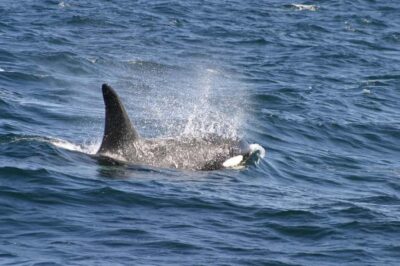Dolphins & Whales, Private Tour Snorkeling - Whale Watching Done Up Close: The Big-Body Moment