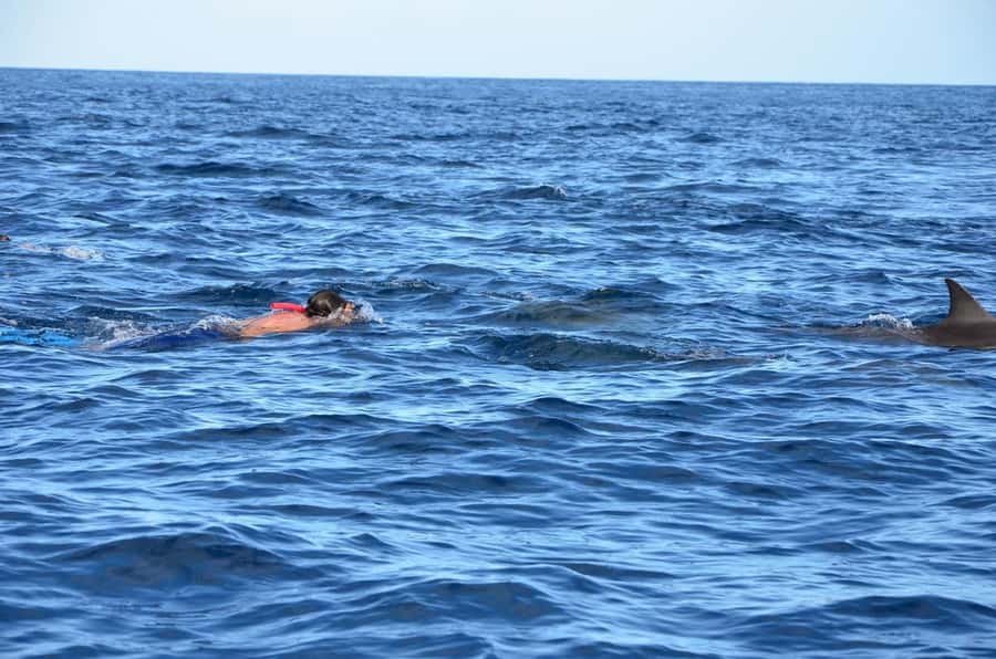 Dolphins & Whales, Private Tour Snorkeling - Boat Comfort and Timing: When 4 Hours Feels Long (or Too Short)