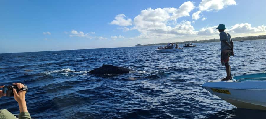 Dolphins & Whales, Private Tour Snorkeling - Included Drinks: Small Detail, Real Day Comfort