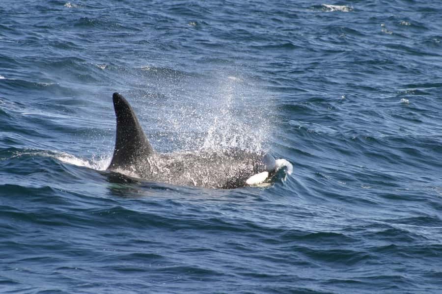 Dolphins & Whales, Private Tour Snorkeling - Whale Watching Done Up Close: The Big-Body Moment