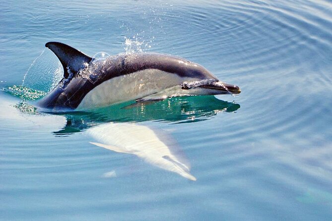 Dreamer Cave and Dolphins Boat Tour Ticket Albufeira - Open sea dolphin search: bottlenose and common dolphins
