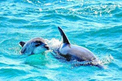 Dreamer Cave and Dolphins Boat Tour Ticket Albufeira - Carvoeiro cave pass-by: vaulting arches you can see from close range