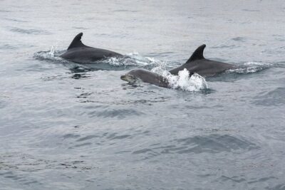 Dreamer Cave and Dolphins Boat Tour with Transport from Albufeira - The semi-rigid boat ride from Albufeira marina