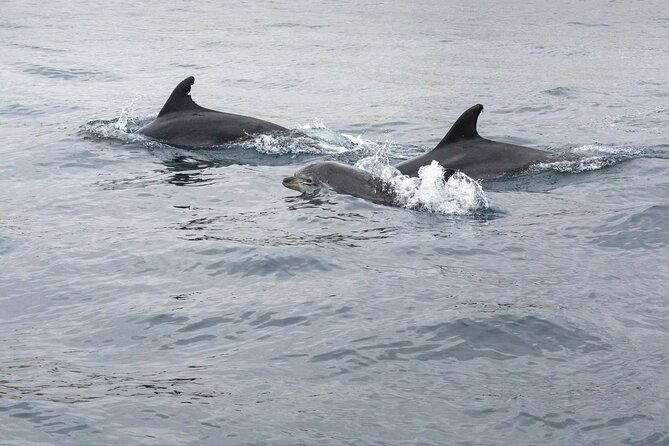 Dreamer Cave and Dolphins Boat Tour with Transport from Albufeira - The semi-rigid boat ride from Albufeira marina