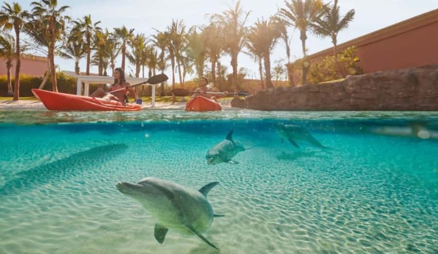 Dubai: Atlantis Dolphin Kayak Trip & Aquaventure Waterpark - Dolphin Bay Lagoon at Atlantis The Palm: what your kayak time is really like