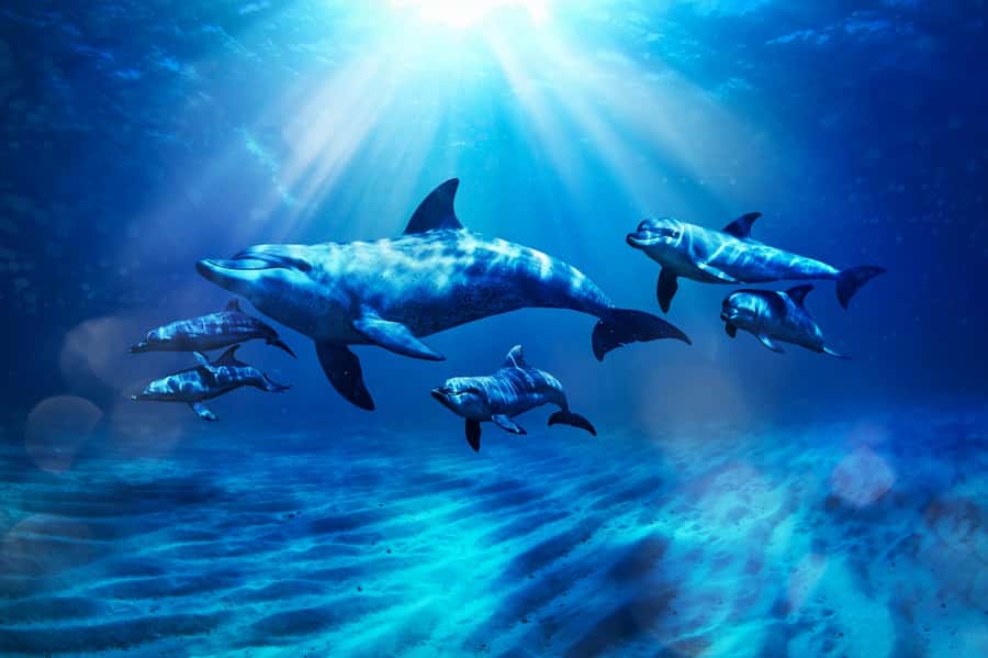 Dubai: Atlantis Dolphin Kayak Trip & Aquaventure Waterpark - What to expect during the dolphin kayak ride