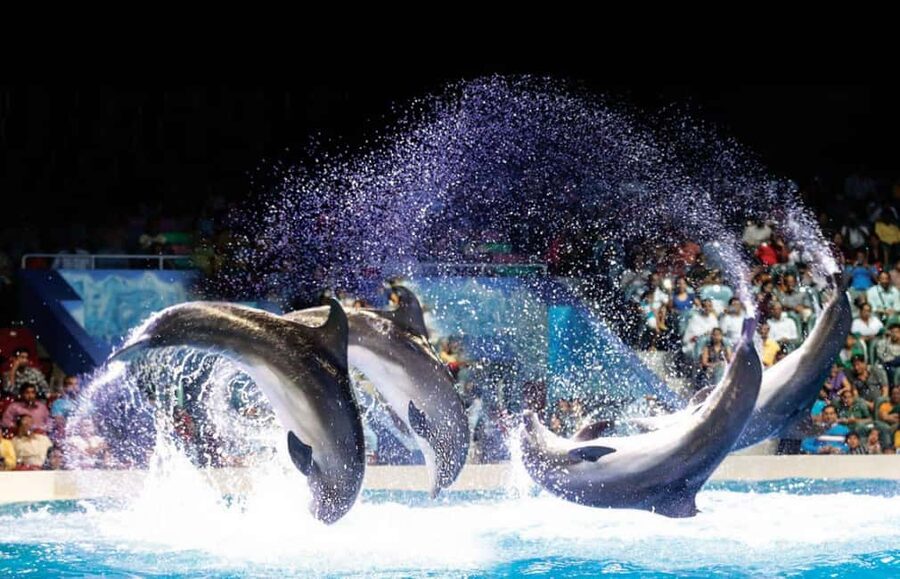 Dubai: Dubai Dolphinarium Dolphin, Seal & Bird Show Tickets - Key Things I’d Pay Attention To