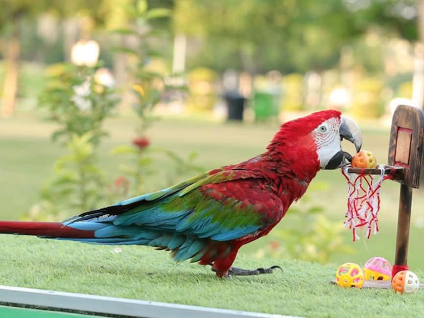Dubai: Dubai Dolphinarium Dolphin, Seal & Bird Show Tickets - Dubai Dolphinarium at Creek Park Gate 1: Tickets and Entry