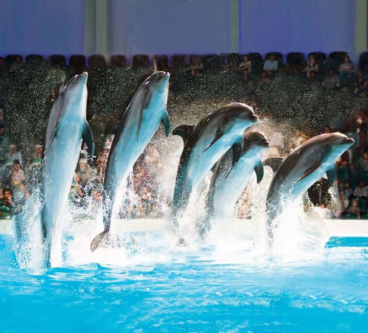 Dubai: Dubai Dolphinarium Dolphin, Seal & Bird Show Tickets - The Exotic Bird Show: Sun Conures, Cockatoos, Hornbills, and Falcons