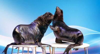 Dubai: Dubai Dolphinarium Dolphin, Seal & Bird Show Tickets - The Dolphin and Seal Show: Bottlenose Dolphins and Sea Lions in Action