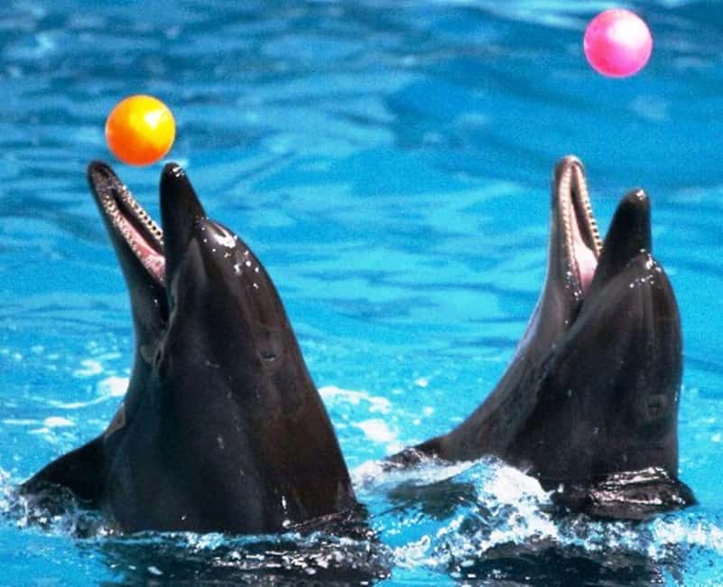 Dubai: Dubai Dolphinarium Dolphin, Seal & Bird Show Tickets - How to Plan Your Time Around Creek Park After the Shows