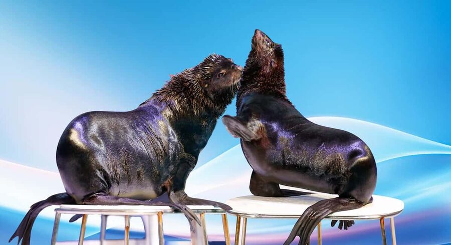 Dubai: Dubai Dolphinarium Dolphin, Seal & Bird Show Tickets - The Dolphin and Seal Show: Bottlenose Dolphins and Sea Lions in Action