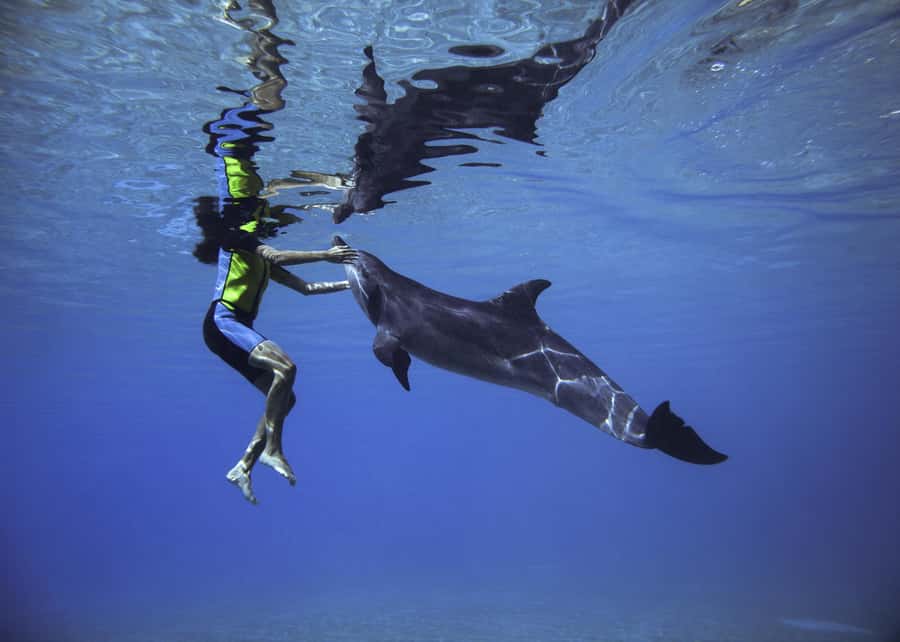 Dubai: Swim with Dolphins at Atlantis Waterpark - The 15-minute orientation: how you’re taught to interact