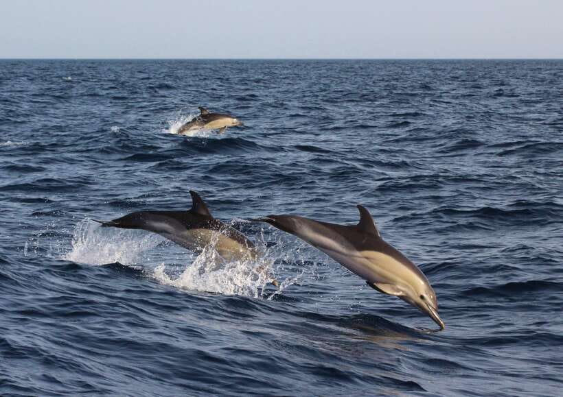 Dumaguete: Dolphin Watching & Manjuyod Sandbar Private Tour - Key Points to Know Before You Go
