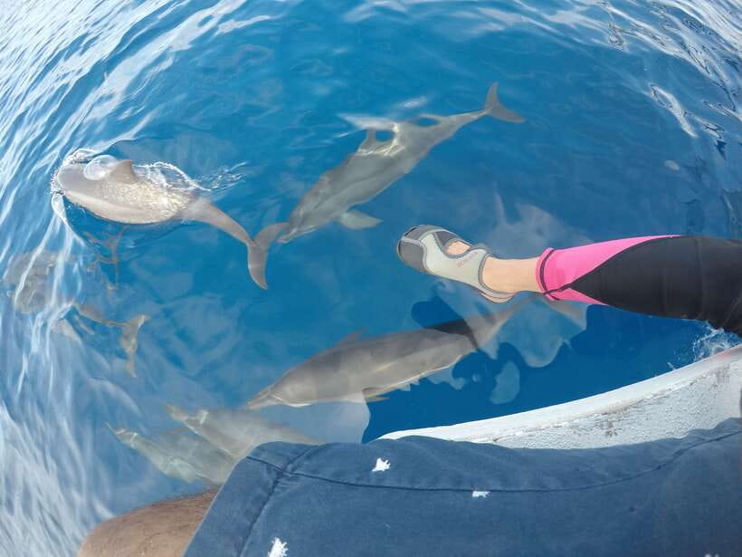 Dumaguete: Dolphin Watching & Manjuyod Sandbar Private Tour - Morning Logistics in Dumaguete: Pickup Options and the Van Ride