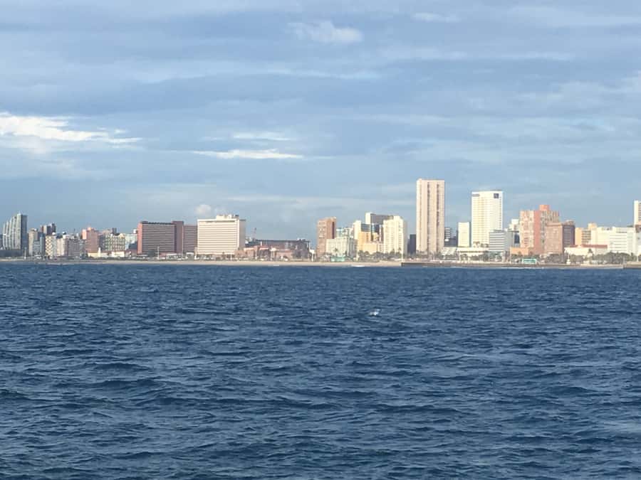 Durban: Durban: Whale and Dolphin Watching Boat Tour - Should you book the Durban whale and dolphin tour?