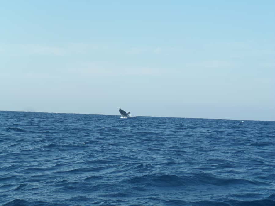 Durban: Durban: Whale and Dolphin Watching Boat Tour - Durban’s whale watch: what actually makes it worth it