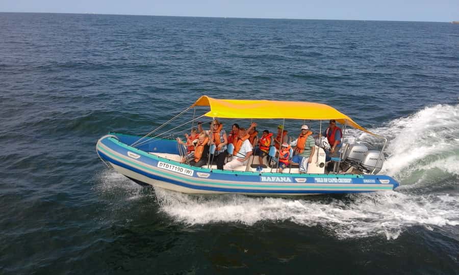 Durban: Durban: Whale and Dolphin Watching Boat Tour - Humpback whales in Durban: how to spot what matters