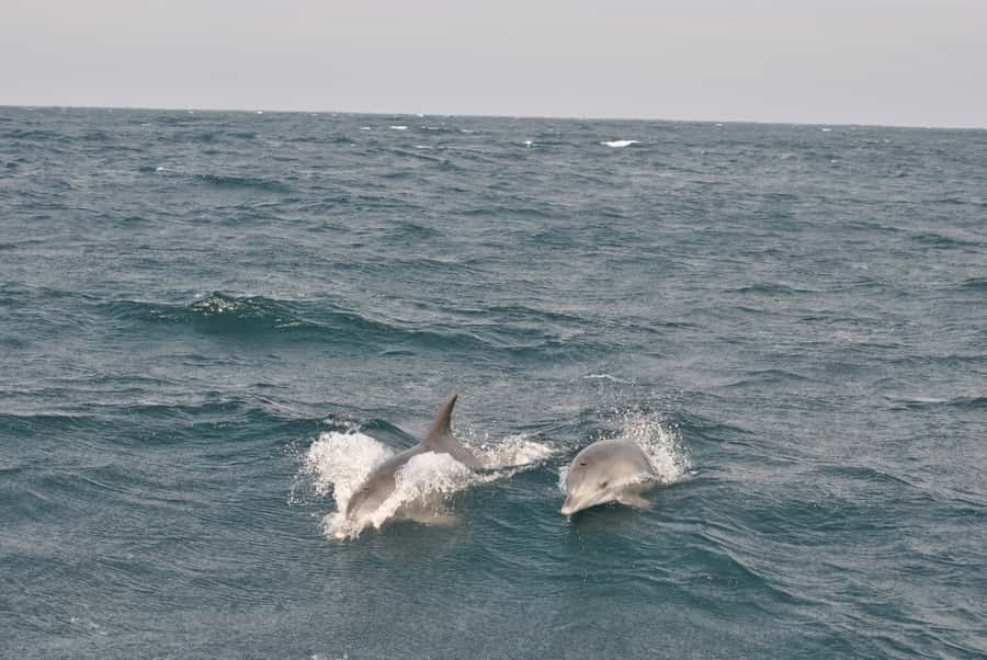 Durban: Durban: Whale and Dolphin Watching Boat Tour - The guide makes the difference: watching with skipper Bennie