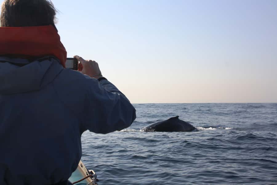Durban: Durban: Whale and Dolphin Watching Boat Tour - What can affect your chances (and how to improve them)