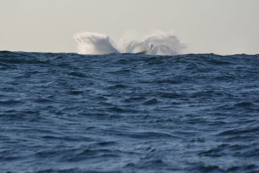 Durban: Durban: Whale and Dolphin Watching Boat Tour - What to pack: small things that help a lot
