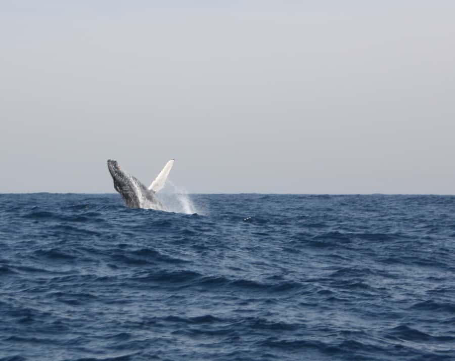 Durban: Durban: Whale and Dolphin Watching Boat Tour - Who this Durban whale watch fits best