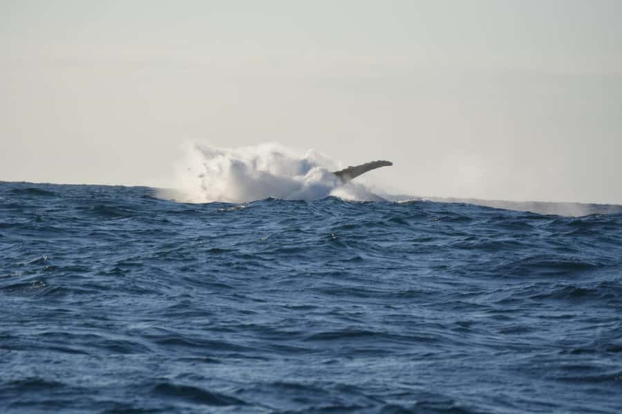 Durban: Durban: Whale and Dolphin Watching Boat Tour - The 2-hour experience: what your time on the water feels like