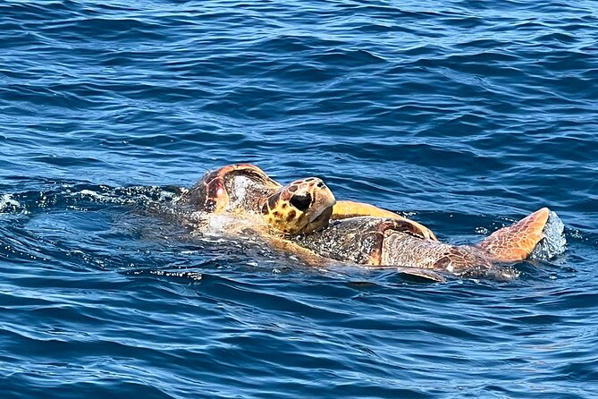 EARLY BIRD SPECIAL: Speed Boat & Dolphin Cruise in Ocean City, MD - Key Details That Matter Before You Go