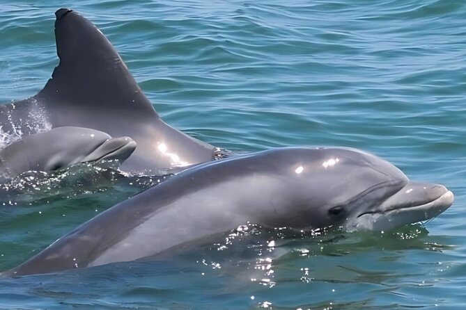 EARLY BIRD SPECIAL: Speed Boat & Dolphin Cruise in Ocean City, MD - Sea Rocket Meet-Up in Downtown Ocean City