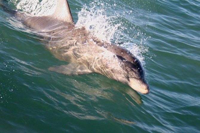 Eco and Dolphin Watch Tour of South Padre Island - Sea Ranch Marina check-in: where the dolphin cruise starts